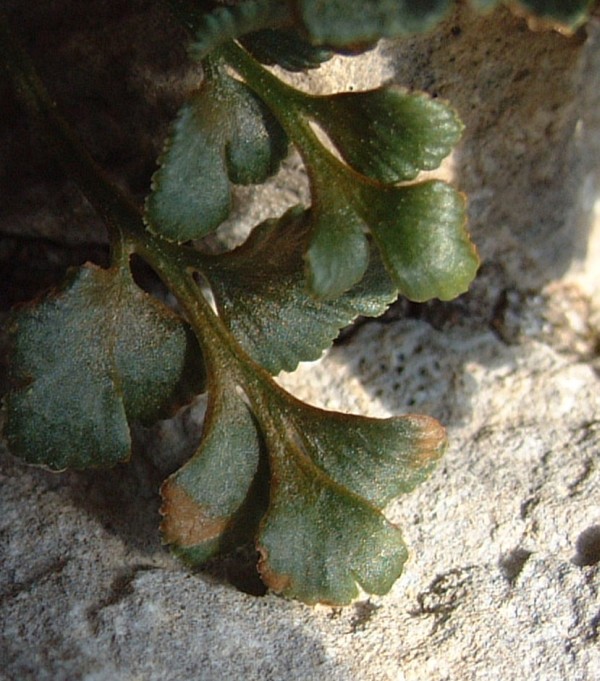 Asplenium ruta-muraria
